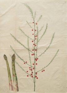 Espargos officinalis